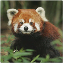 Red Panda Placemats