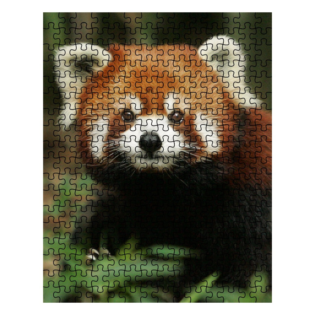 Red Panda Puzzle