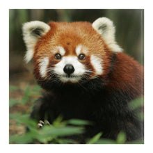 Red Panda Pin-Back Buttons