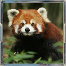 Red Panda Acrylic Tray