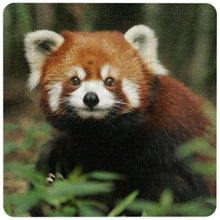 Red Panda Floor Mat