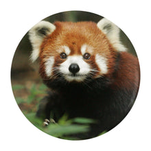 Red Panda Pin-Back Buttons
