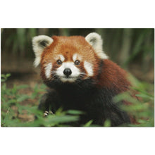 Red Panda Placemats