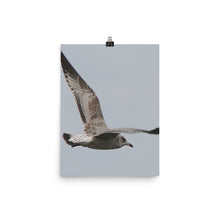 Seagull poster