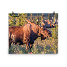 Moose poster