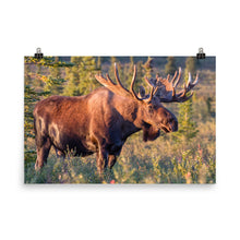 Moose poster