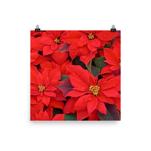 Poinsettia poster