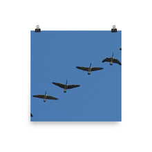 Canada Geese poster