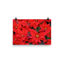 Poinsettia poster