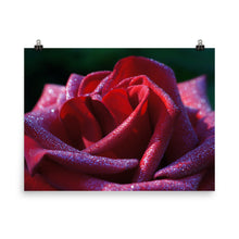 Rose poster