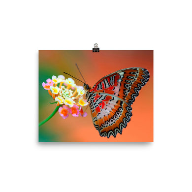 Butterfly poster