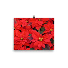 Poinsettia poster