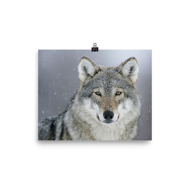 Wolf poster