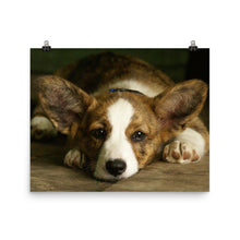 Corgi poster