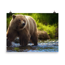Bear poster