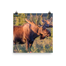 Moose poster