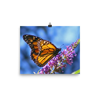 Butterfly poster