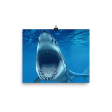 Shark poster