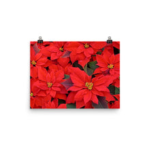 Poinsettia poster