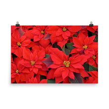 Poinsettia poster