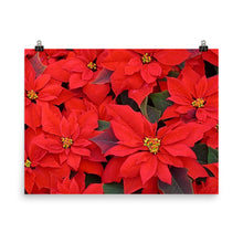 Poinsettia poster