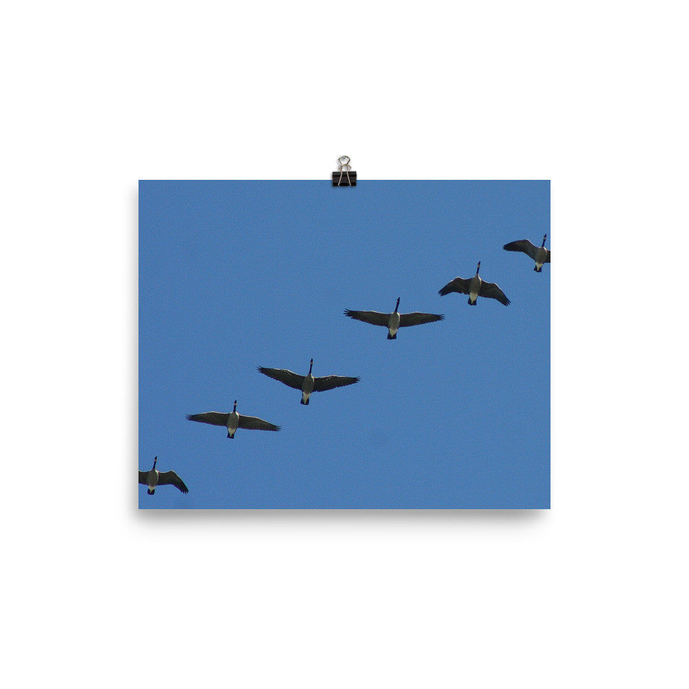 Canada Geese poster