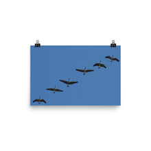 Canada Geese poster