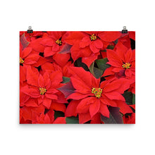 Poinsettia poster