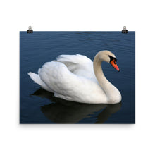 Swan poster