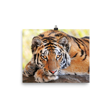 Tiger poster