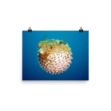 Puffer poster