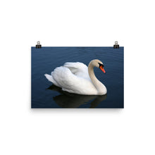 Swan poster