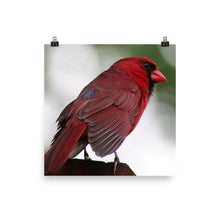 Cardinal poster