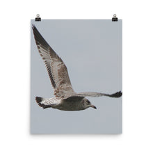 Seagull poster
