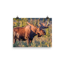 Moose poster